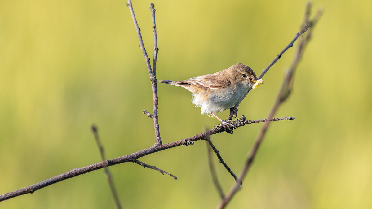 Камышовка - Владимир Лазарев