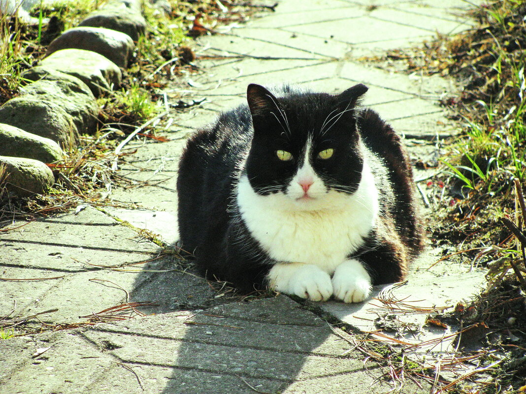 Наслаждается хорошей погодой - Людмила Смородинская