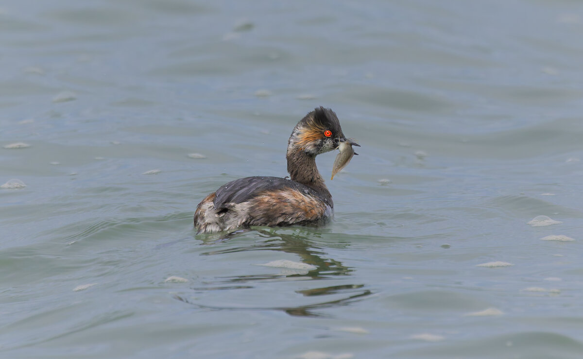 черношейная поганка.весна Лазоревское. - юрий макаров
