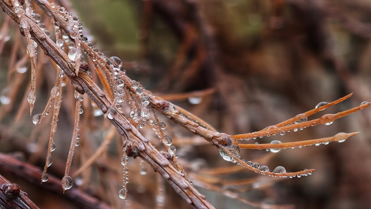 После дождя - Мариша 