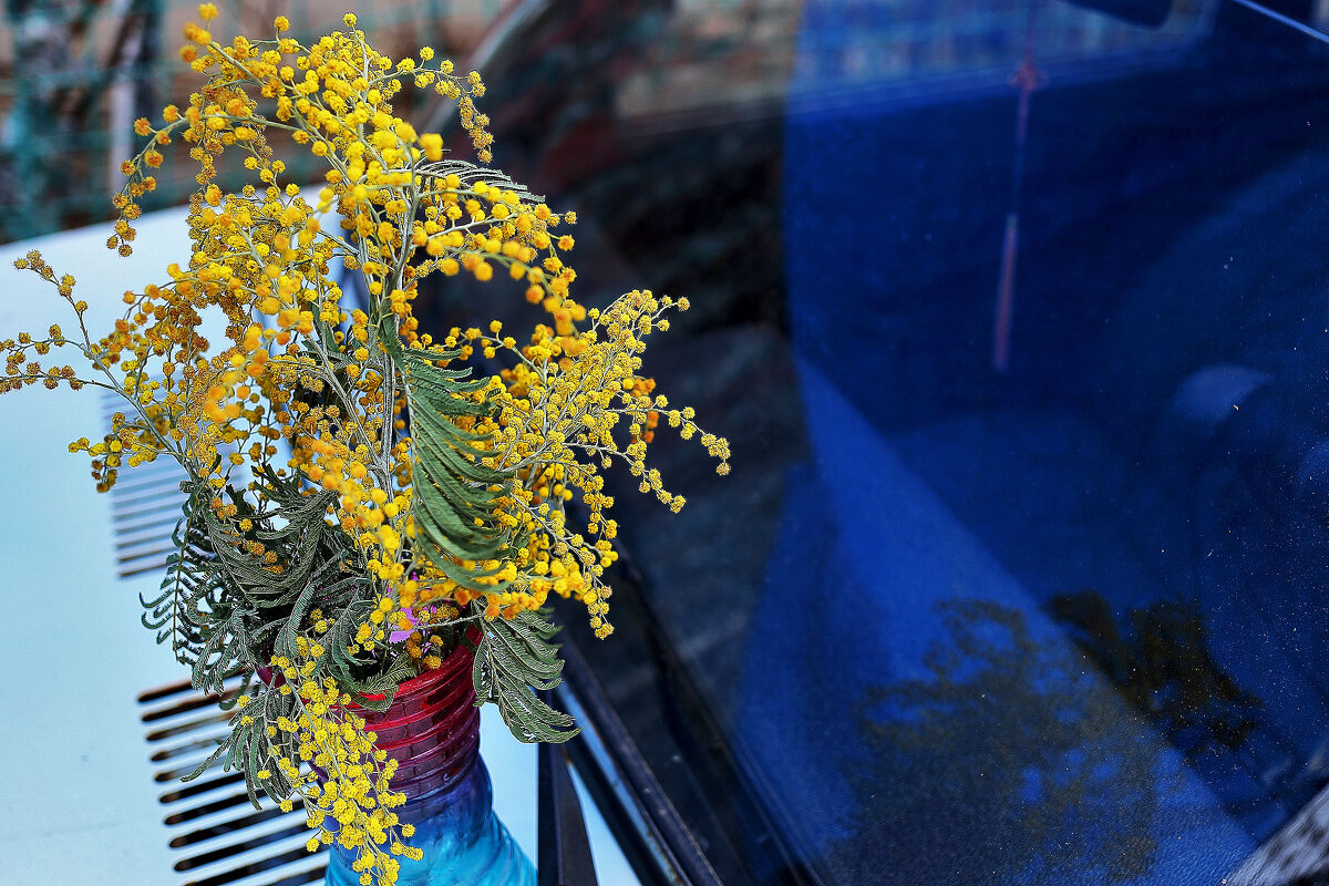 Мимоза - Юрий Гайворонскiий