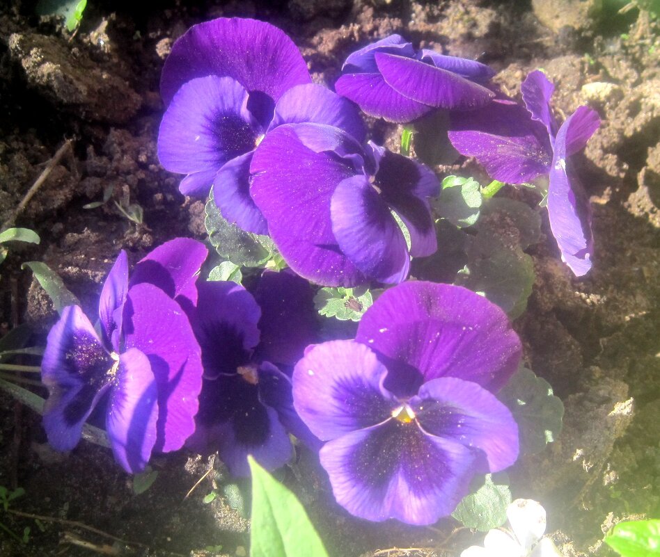 Анютины глазки - Елена Семигина