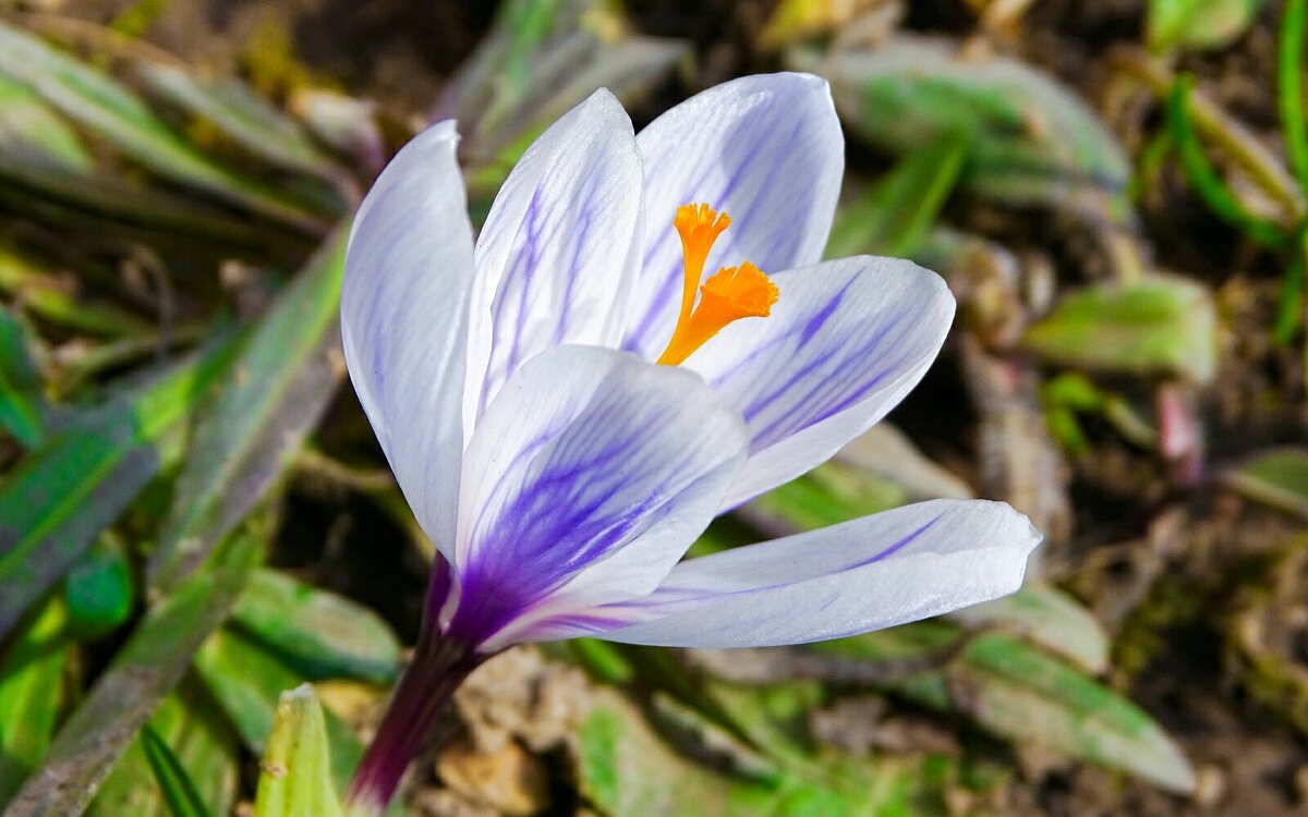 Весенние цветы на городских клумбах (крокус). - Милешкин Владимир Алексеевич 