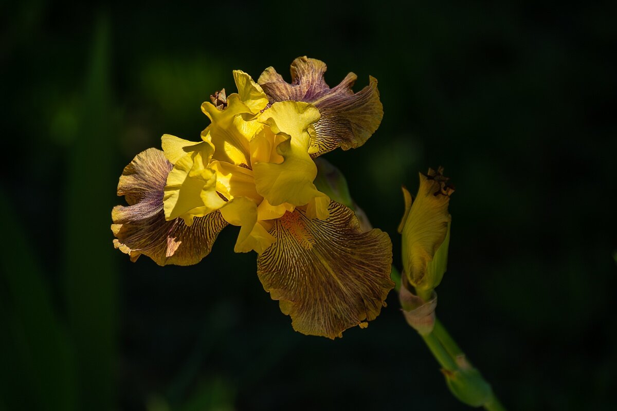 Ирисы - Игорь Сикорский