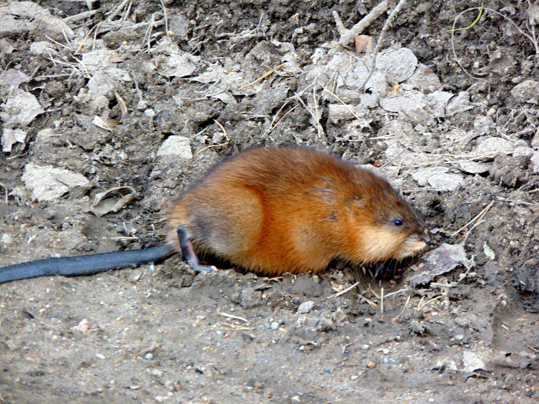 Ондатра. - nadyasilyuk Вознюк