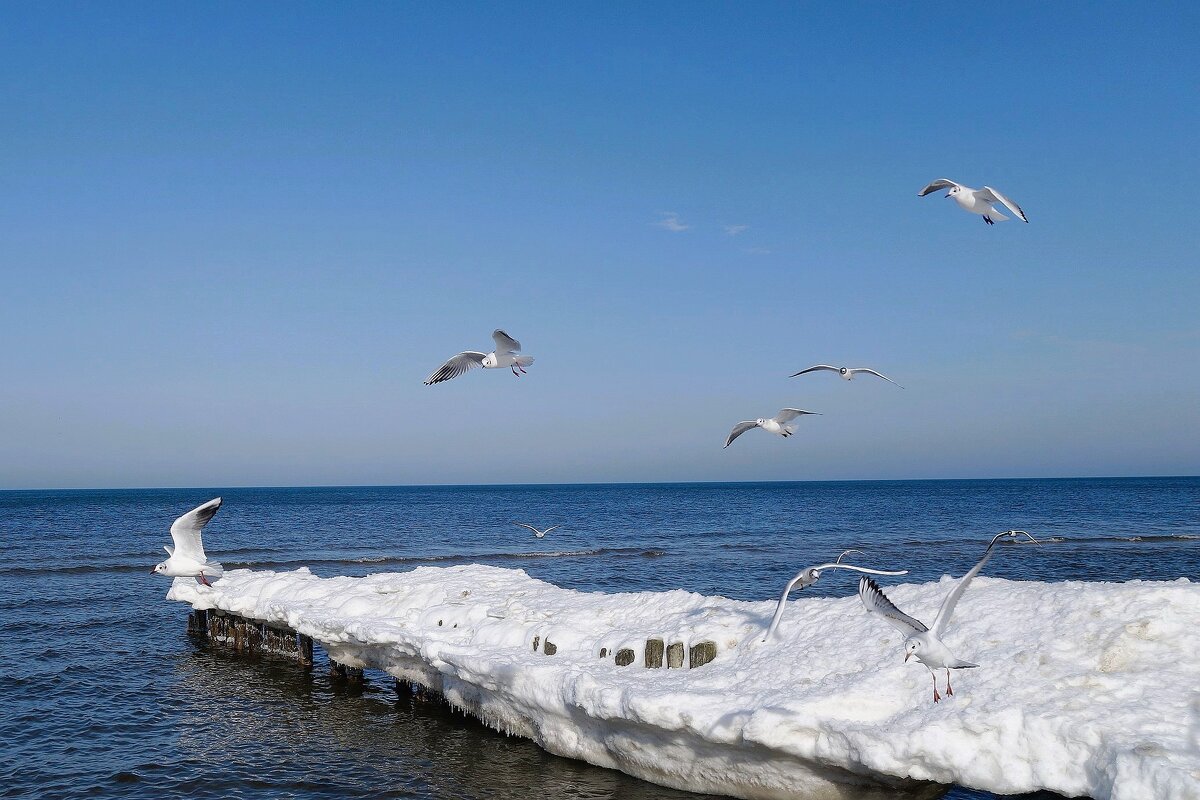 Чайки на море - Рита Симонова