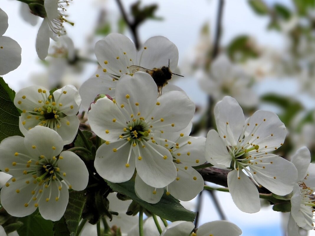 Вишневый цвет - Лариса С.
