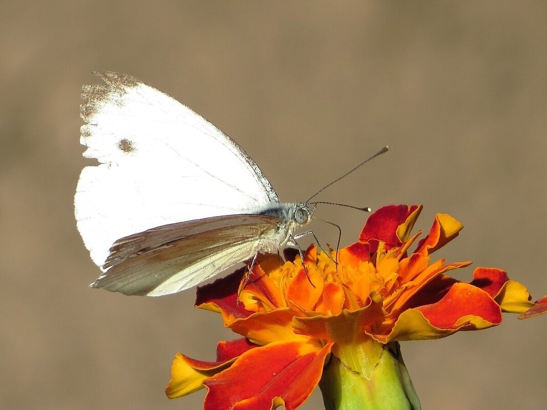 Беляночка - Лариса С.