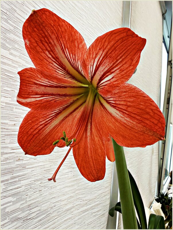 Гиппеаструм. - Валерия Комова