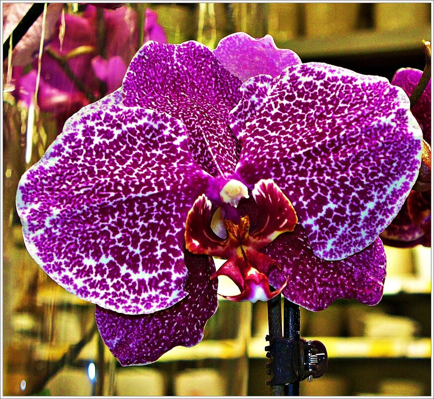 Фаленопсис. - Валерия Комова