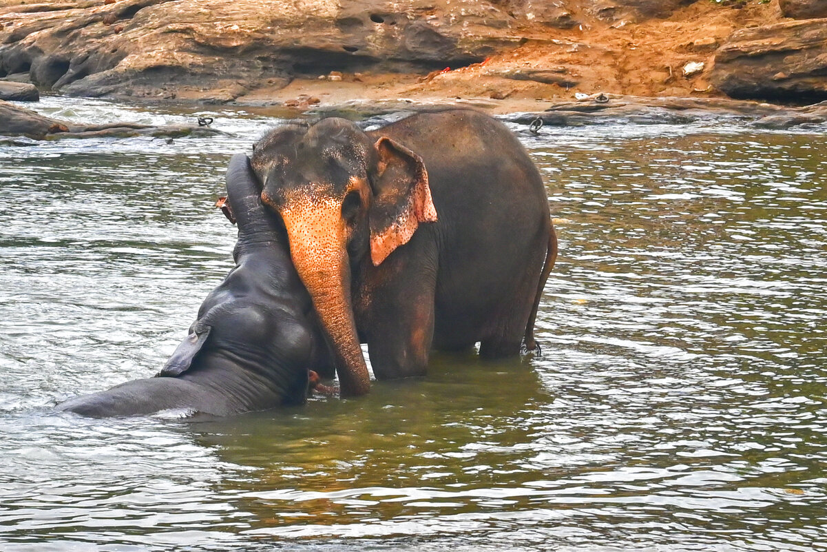 Шри-Ланка. Из жизни слоников... така любовь.. - Александр Беляков