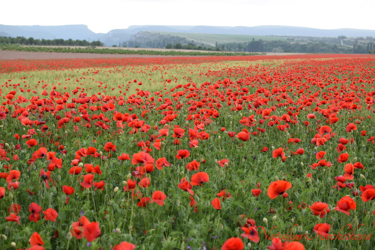 Природа Крыма - Изумительная Космея