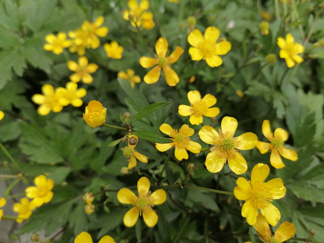 ,,, - Сергей Тимоновский
