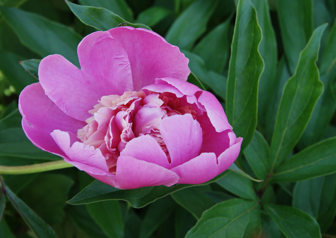 Пион. - сергей ермошкин