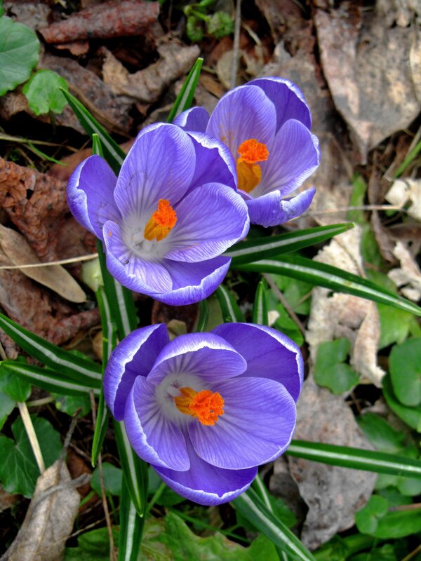 Три крокуса - Сергей Карачин