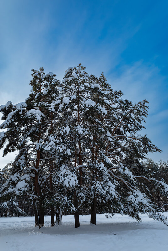 Красивые сосны в снегу - Александр Синдерёв
