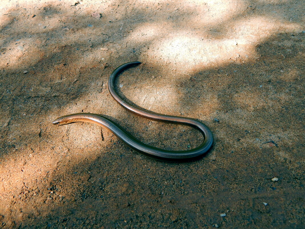 Веретенница ползёт. - ВикТор Быстров