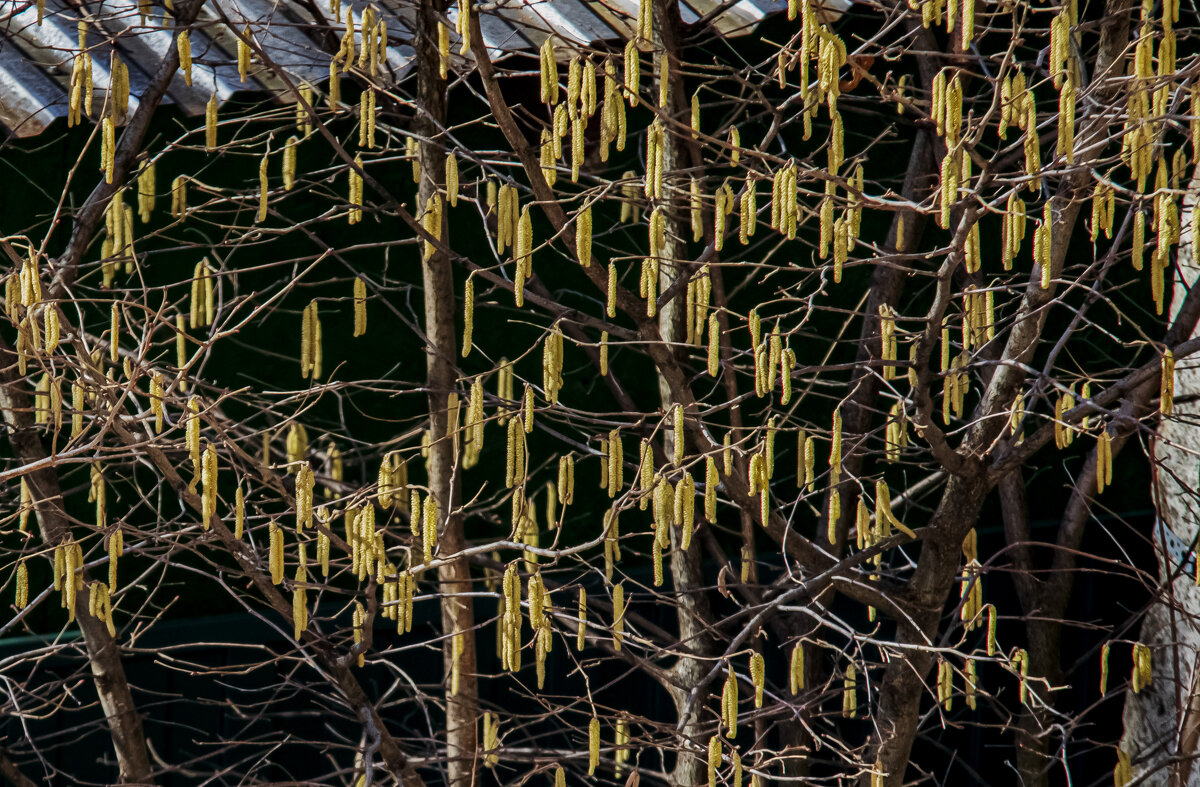Первые серёжки, в нашей местности. - Петр Беляков