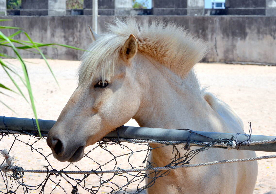 Красотка - ирина 