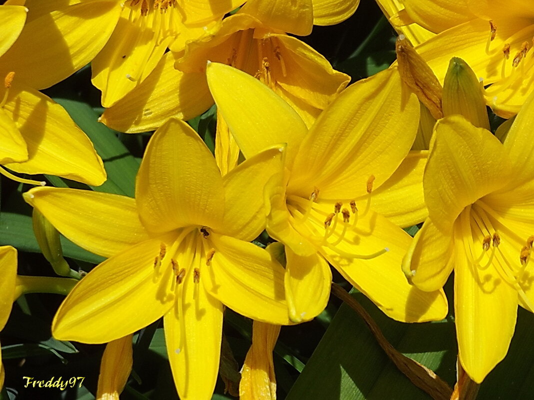 Лилейники - Freddy 97