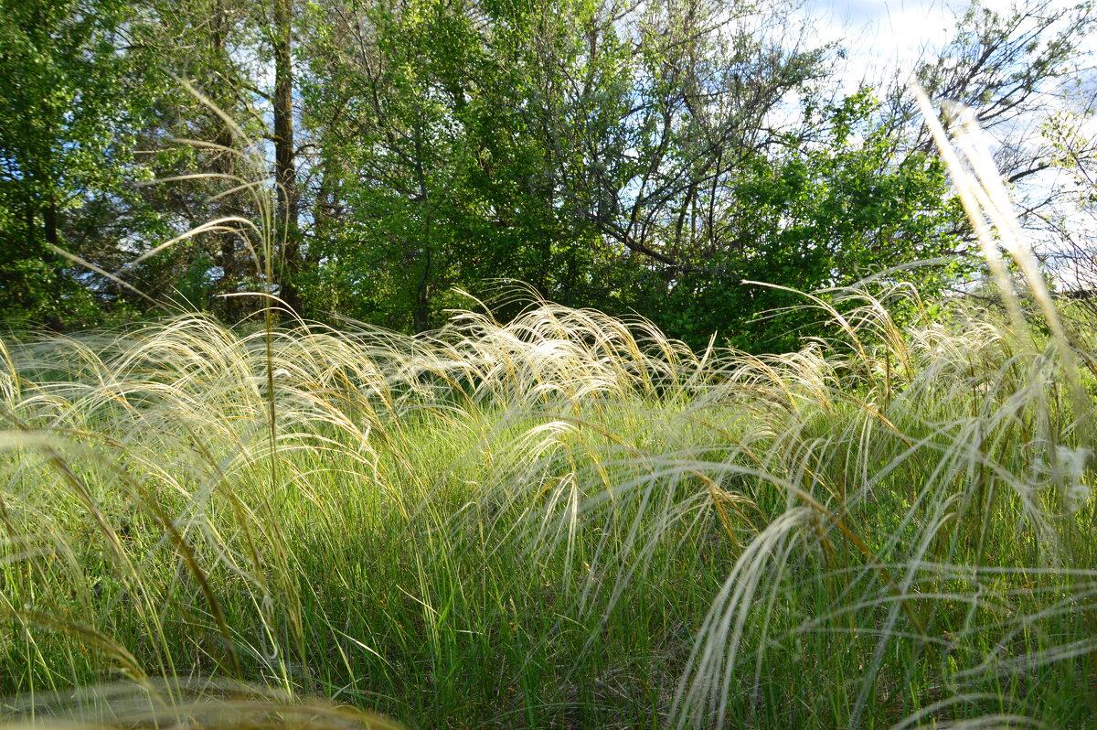 Ковыль! - Виктор 