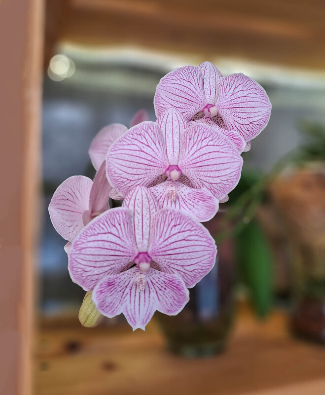 Орхидея Биг лип Чеширский кот - Irene Irene