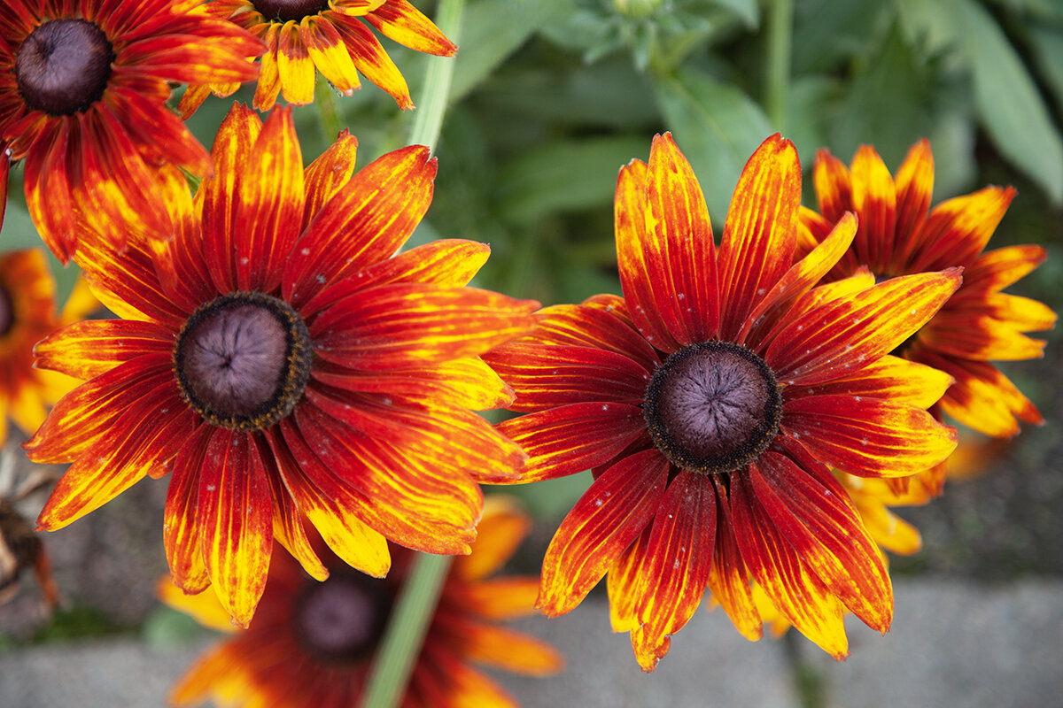 Нарядная рудбекия. - Лилия *