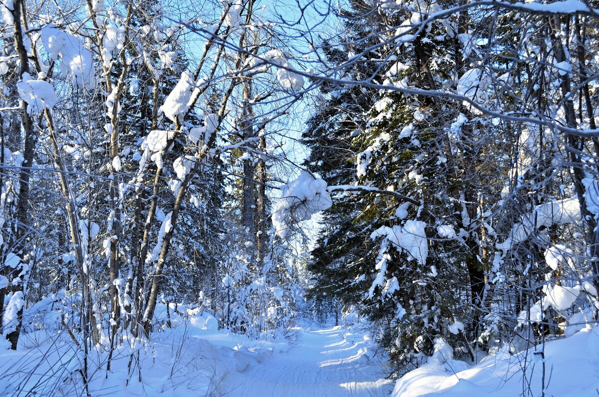 Снегоходная дорога - Мишель71 