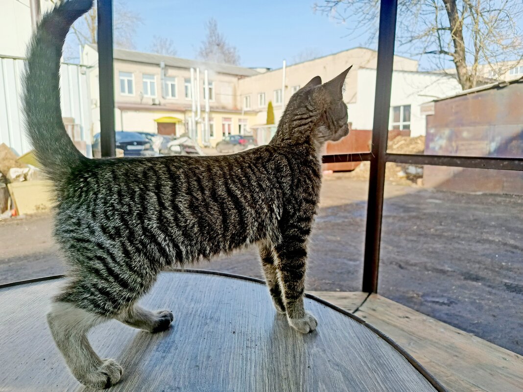 - А что это они там делают? - Vladimir Semenchukov