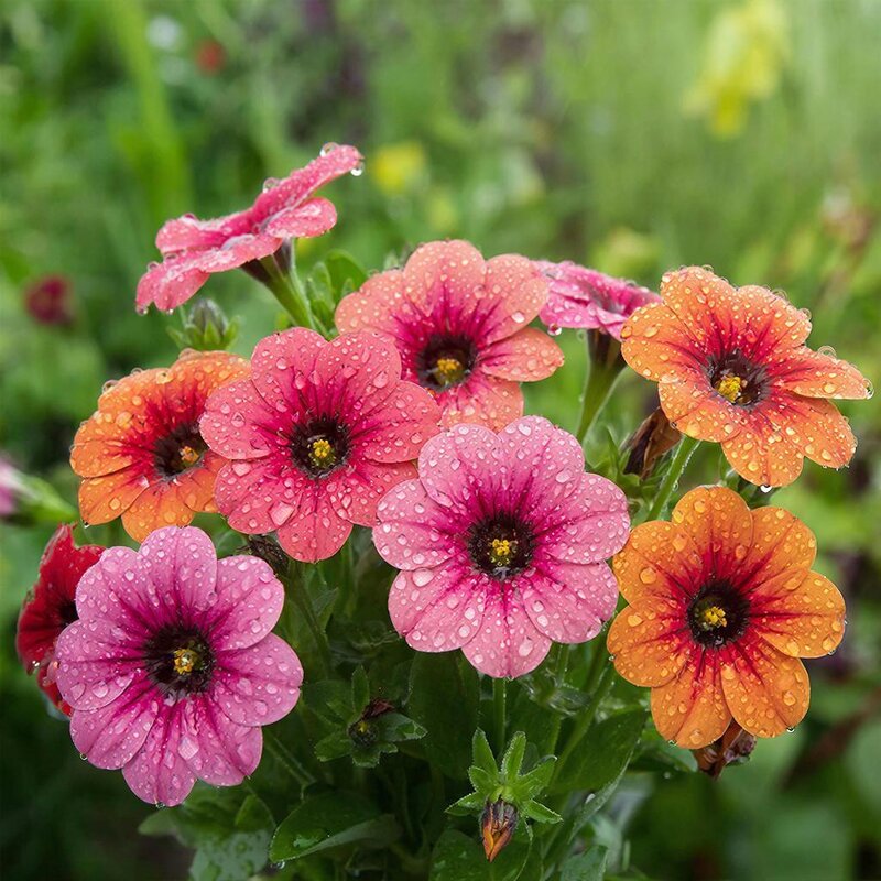 ЦВЕТЫ - МАРИЯ ПОПОВА