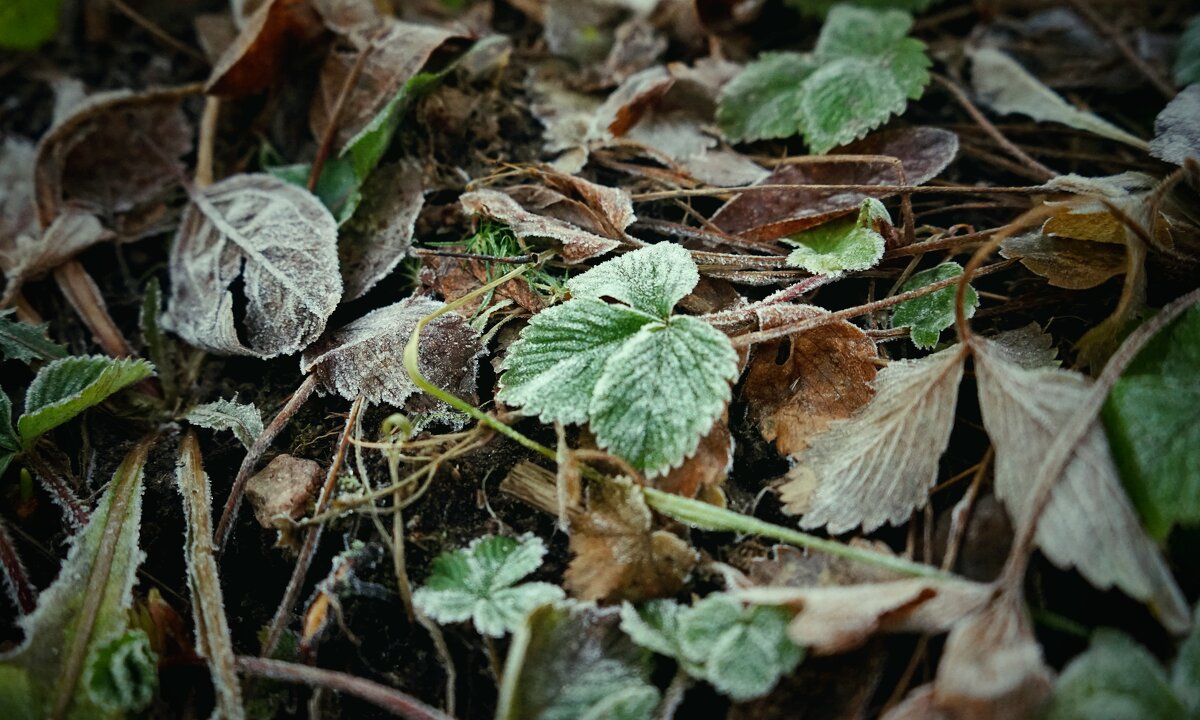 зимние сны - Андрей Литов