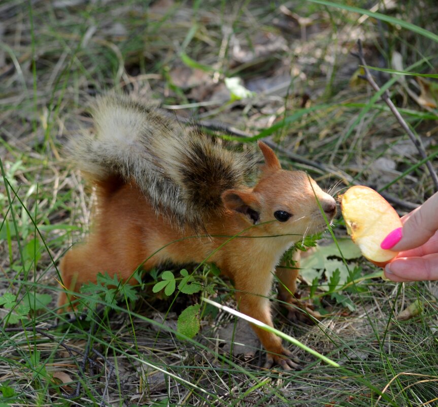 Белочка - Таня Фиалка