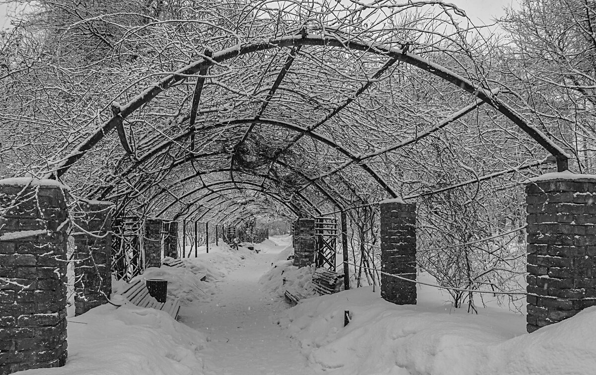 В зимнем парке Аптекарского огорода. - Сергей Романов