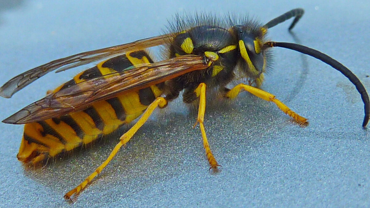 на крыше авто - shasha1950 