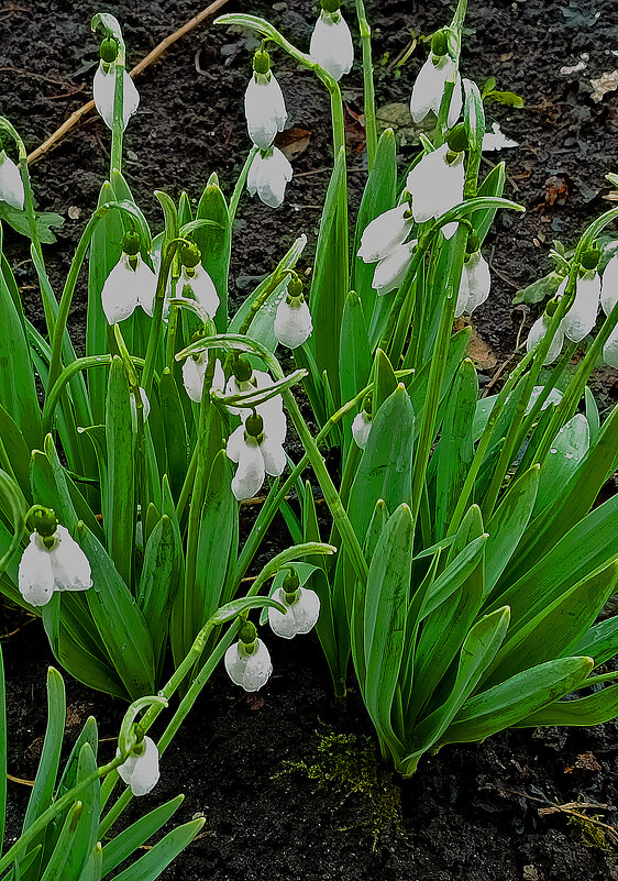 Очарована! - Валентина  Нефёдова 