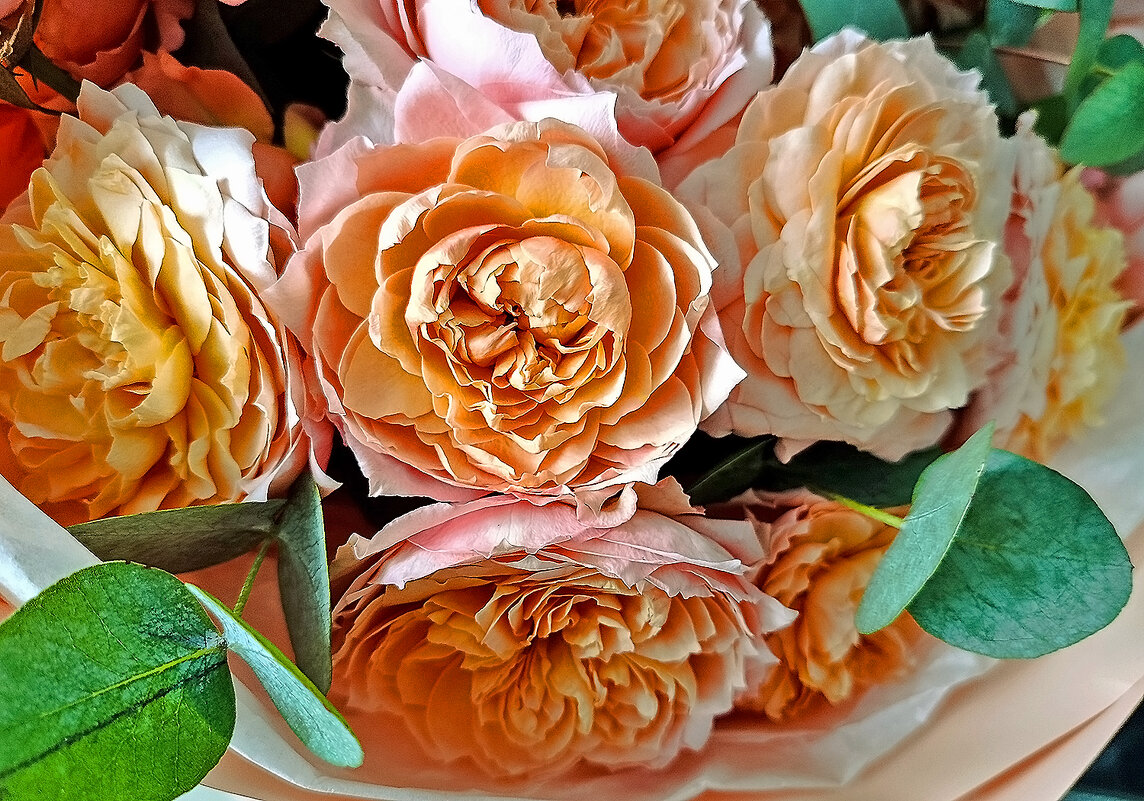 Пионовидные тюльпаны. - Валентина  Нефёдова 