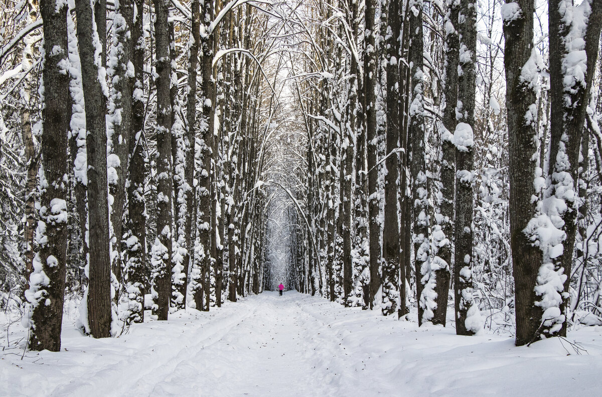 Аллея - Галина Новинская