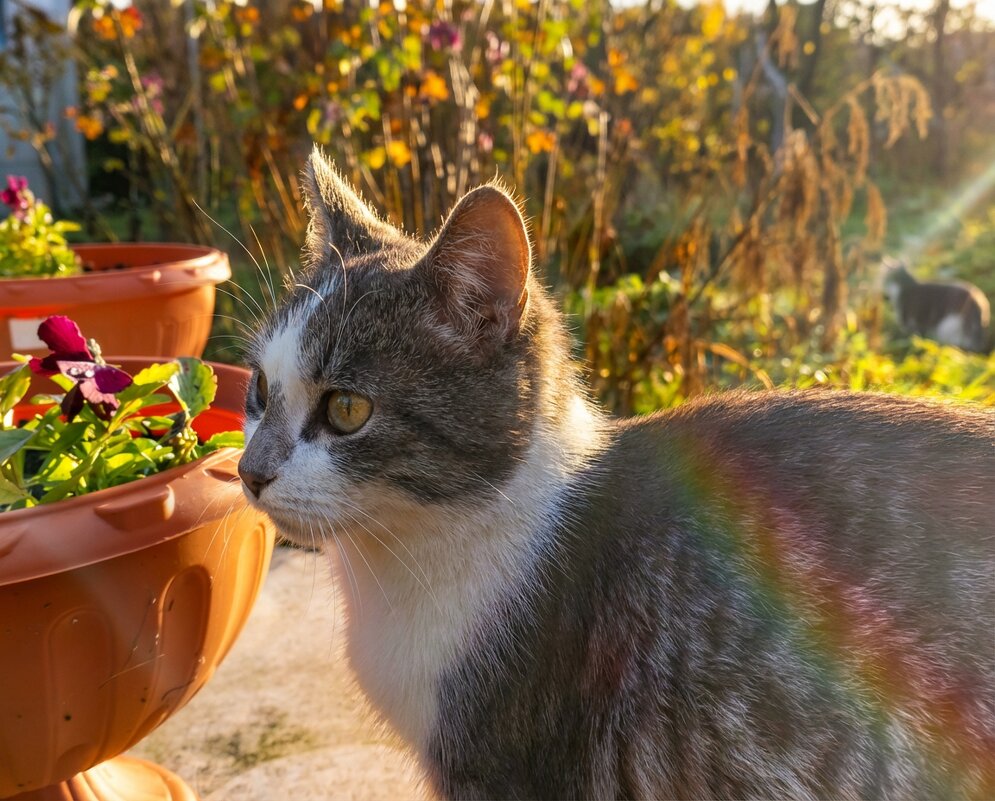 Кот в осеннем закатном солнце - Лилия 