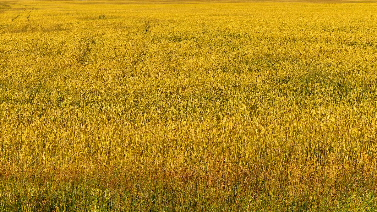 Середина лета - Владимир Лазарев