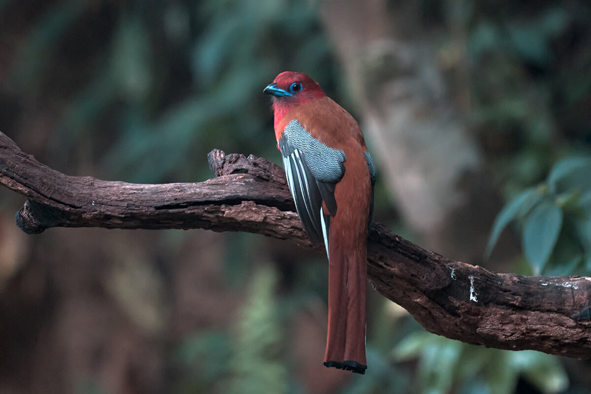 Красноголовый трогон - Yudong Liu