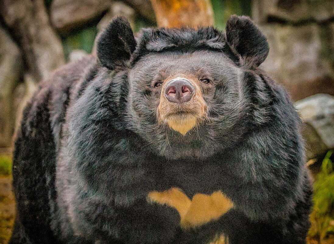 Гималайская медведица ЧЕЛСИ. - Аркадий Лаптенко