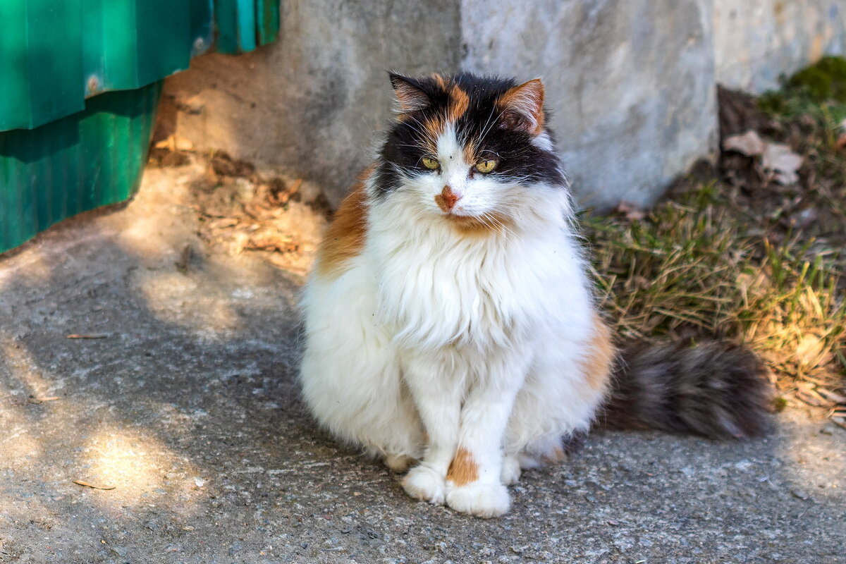 Четырёх цветная кошка которую солнышко поцеловало в нос. - Анатолий. Chesnavik. Четырёх цветная кошка которую солнышко поцеловало в нос. - Анатолий. Chesnavik.