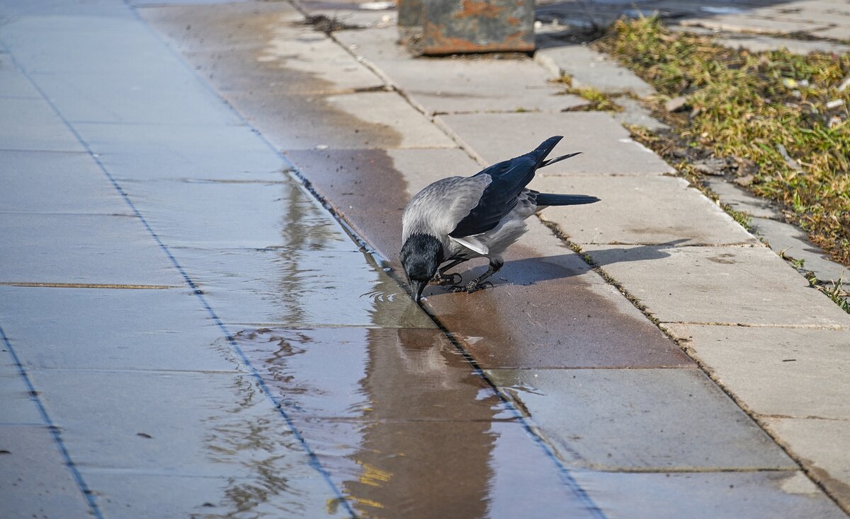 Попить из весенней лужи - Валерий Иванович