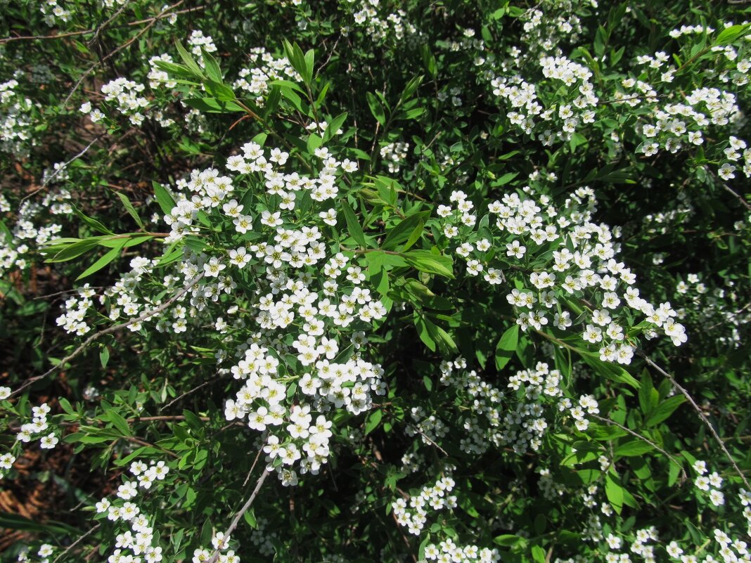 май - Елена Шаламова май - Елена Шаламова