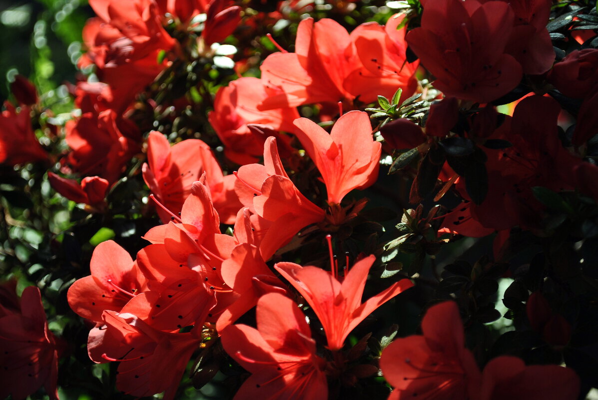 Пожар - AleksSPb Лесниченко