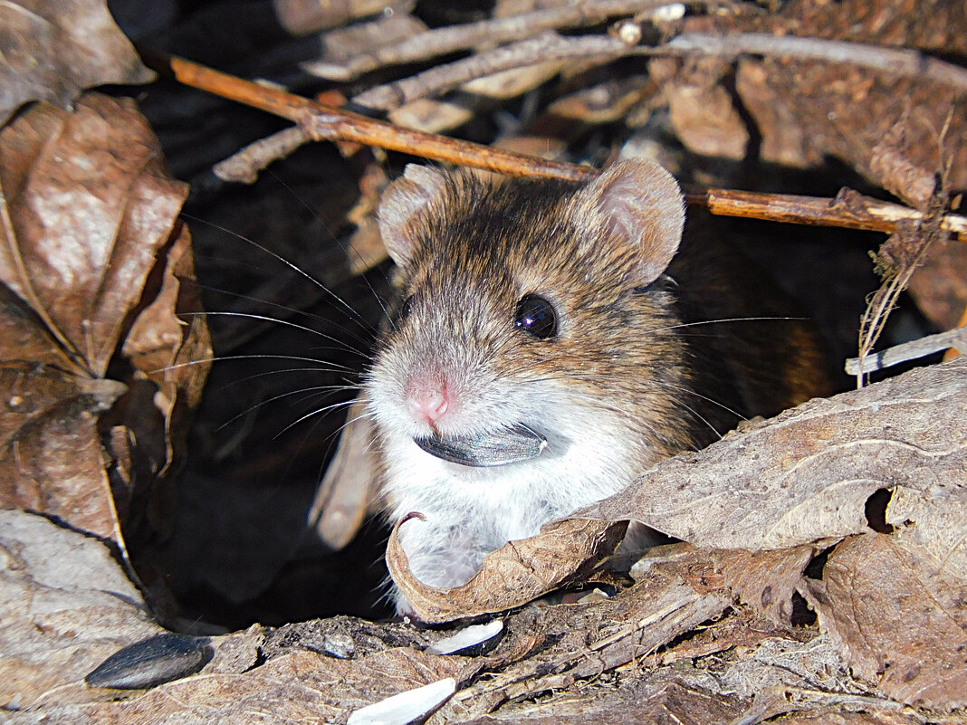 Полевая мышь - Лина Полевая мышь - Лина