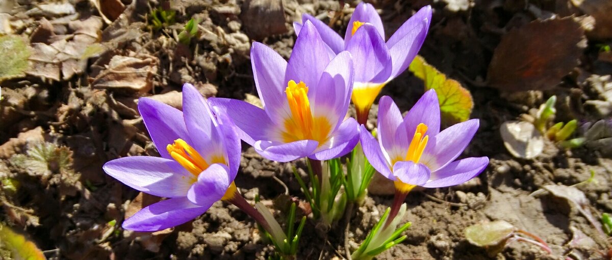 Городские цветы (крокусы). - Милешкин Владимир Алексеевич Городские цветы (крокусы). - Милешкин Владимир Алексеевич