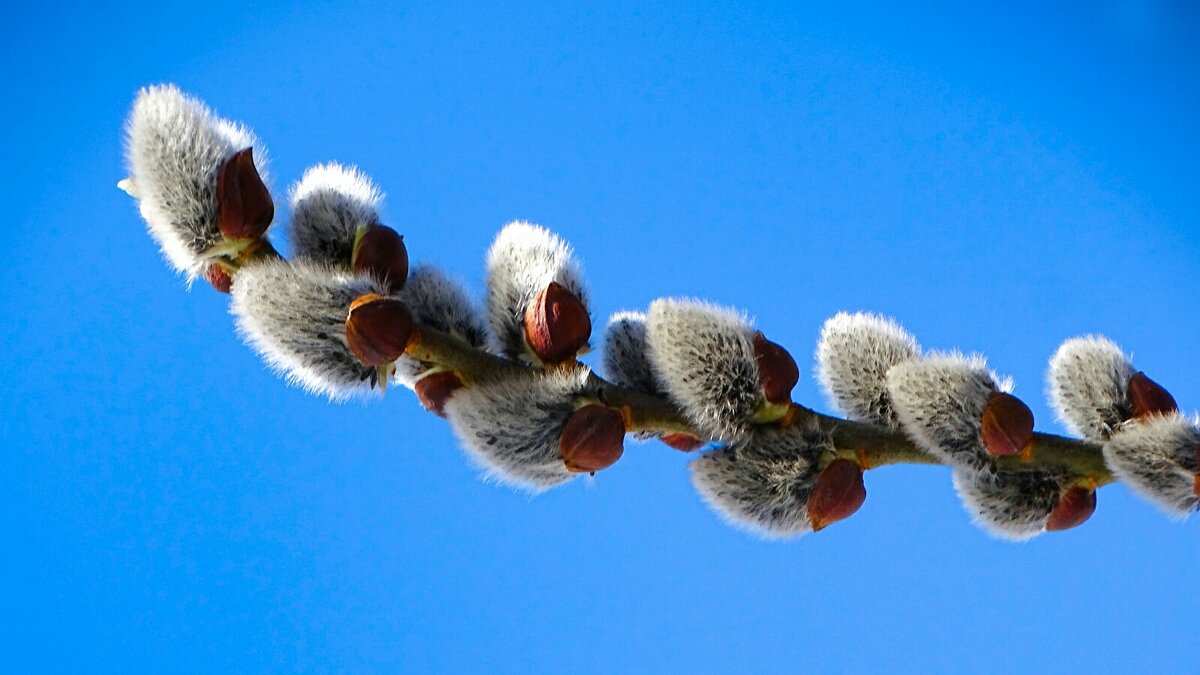 Картинка весны. - Милешкин Владимир Алексеевич Картинка весны. - Милешкин Владимир Алексеевич