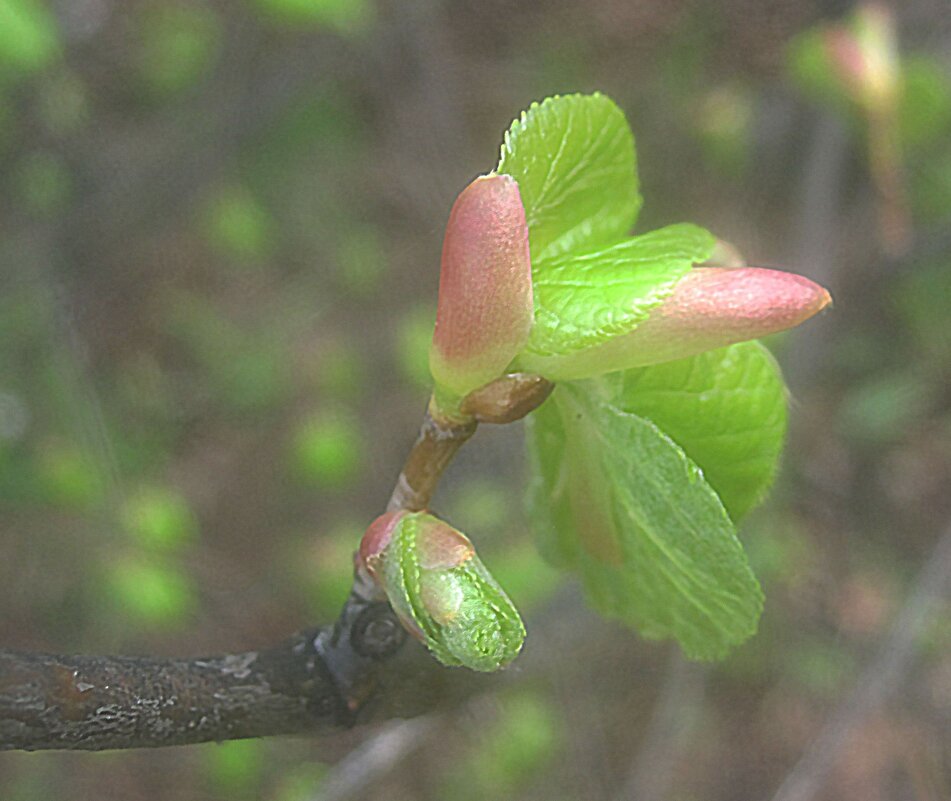 Скоро..Пробуждение - Елена Семигина