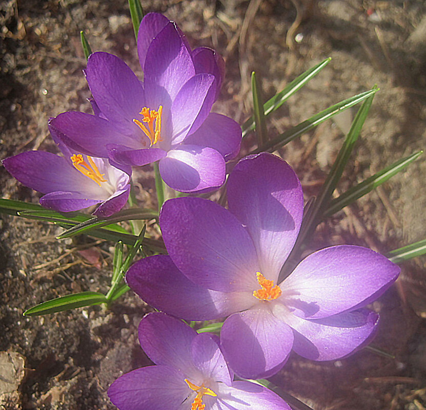 Первые.. - Елена Семигина